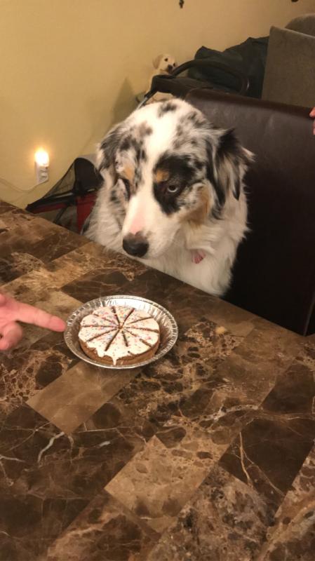 dog birthday cookies petsmart