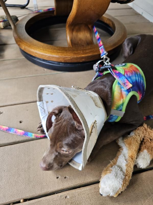 Calm Paws Earth Dog Collar