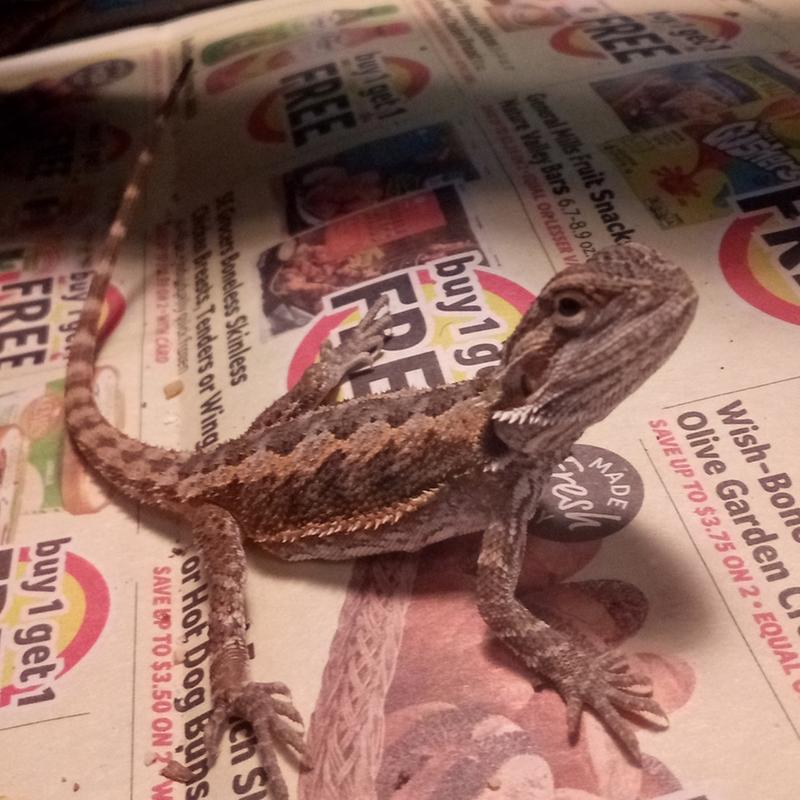 Fancy Bearded Dragon For Sale Live Pet Reptiles Petsmart