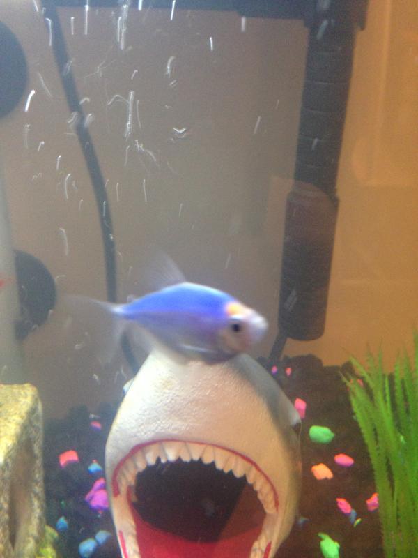 petsmart glofish tetra
