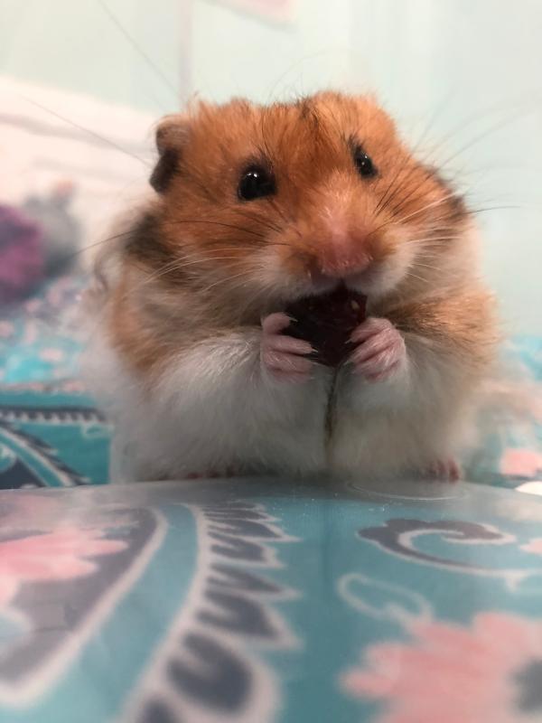 Long Haired Syrian Hamster For Sale Male Live Small Pets Petsmart - i won with the ugliest pet in roblox pet show