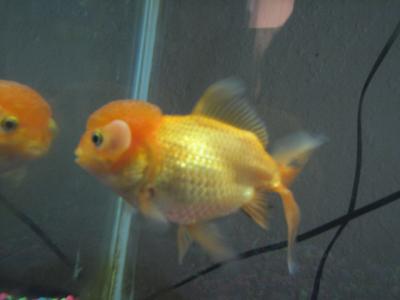 Fancy Goldfish