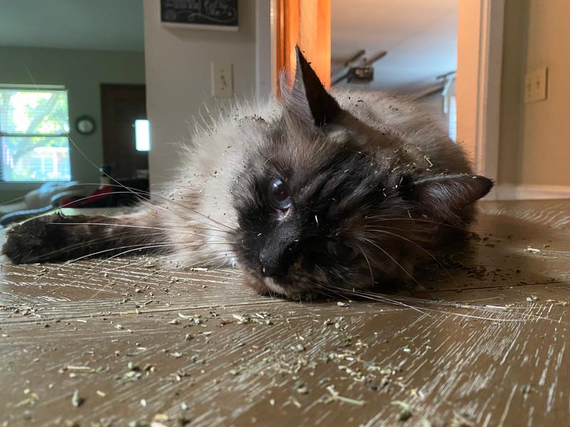 whisker city natural catnip