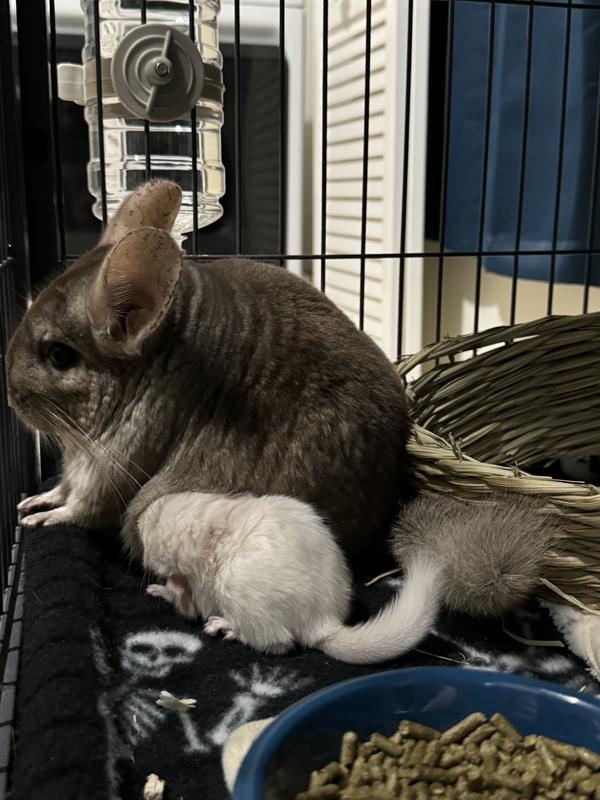 Chinchilla