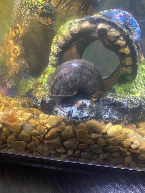 Petsmart snails best sale