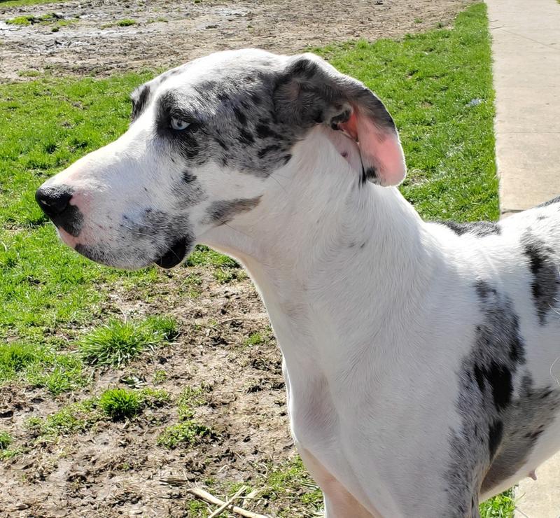 american journey petsmart