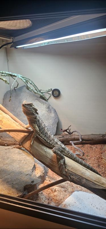 Fashion petsmart bearded dragon cage