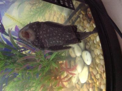 petsmart plecostomus