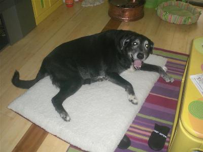 petsmart hookworm medicine