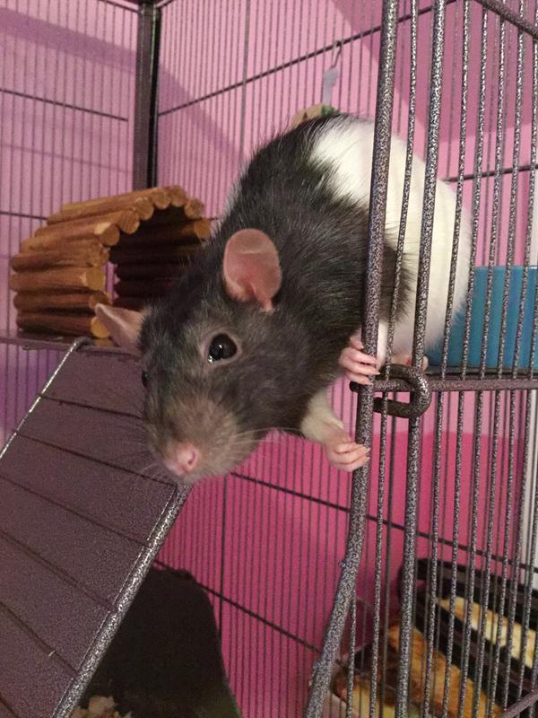 rat supplies for sale