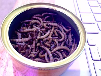 petsmart mealworms