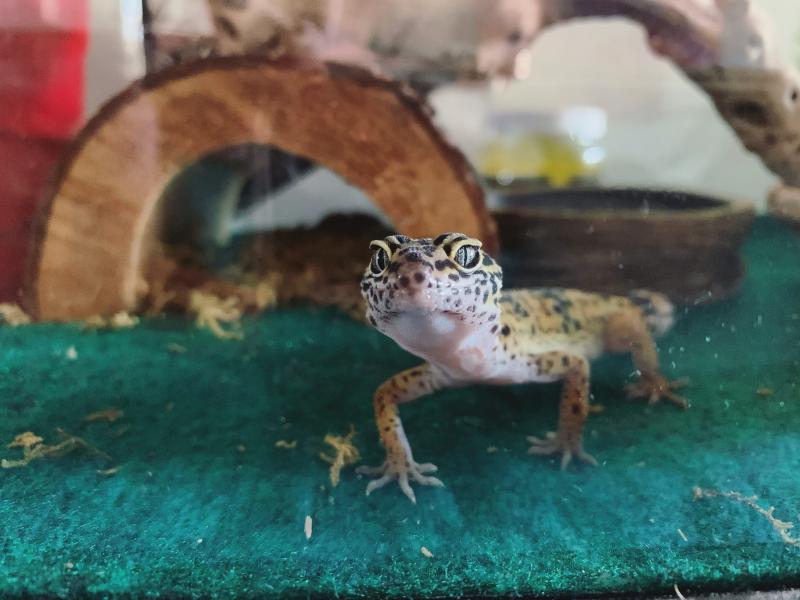 leopard gecko for sale petsmart