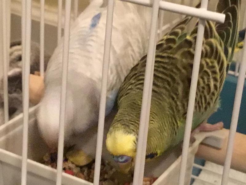 budgies for sale at petsmart
