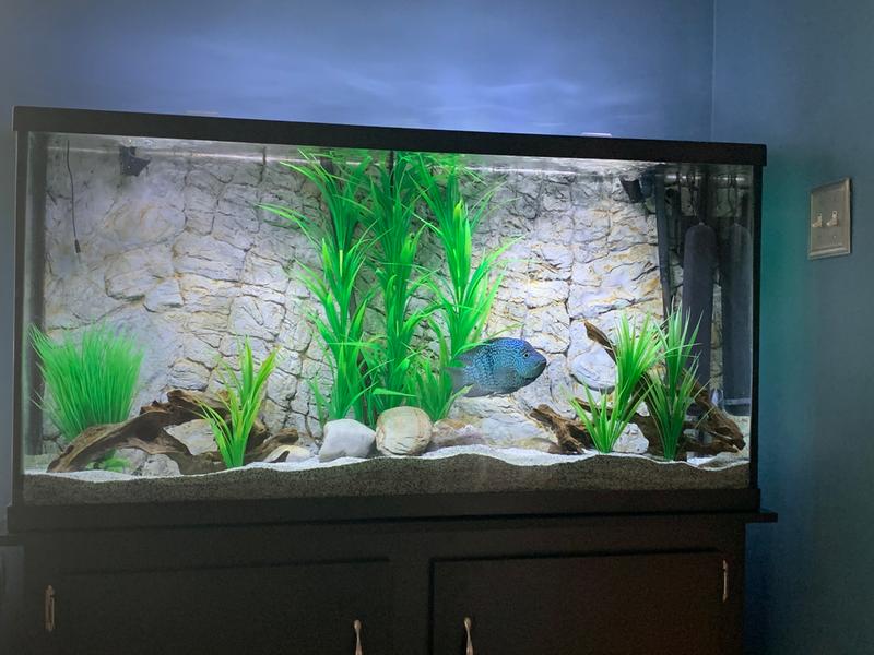 petsmart 60 gallon