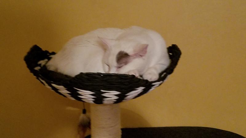 Petpals 49 In Contemporary Cat Tree With Recyclable Paper Rope Perch Condo Lounger Black White Cat Furniture Towers Petsmart