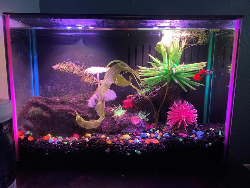 Petsmart starter fashion aquarium