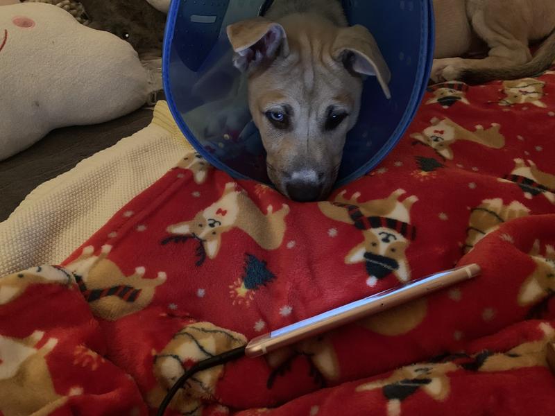 blow up dog cone petsmart