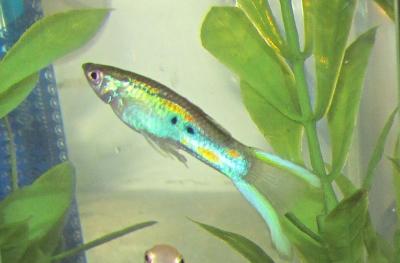 Lyretail Delta Guppy