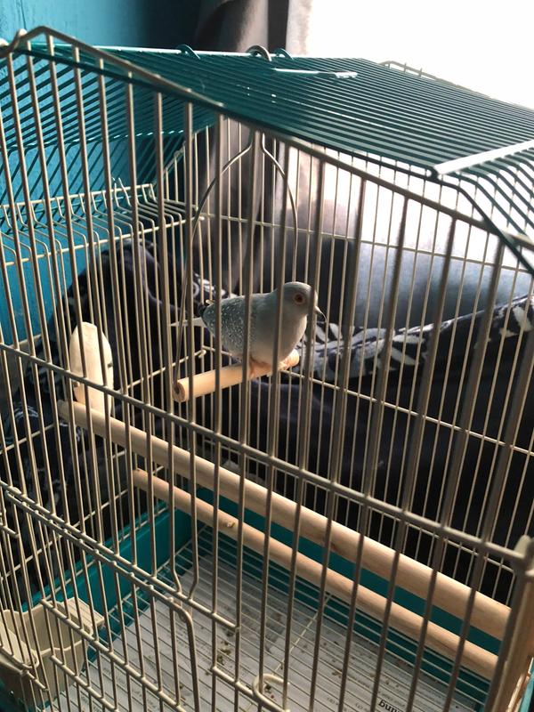 diamond dove petsmart