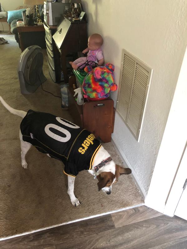 steelers dog jersey