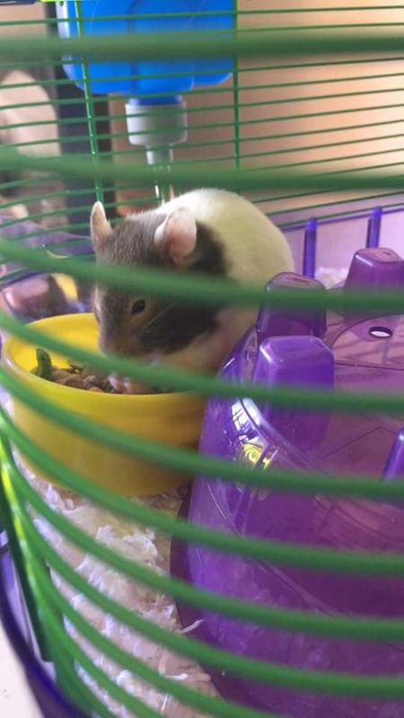 Short Haired Hamster Small Pet Hamsters Guinea Pigs More