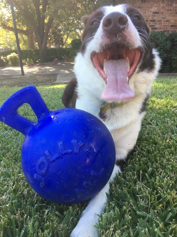 jolly ball for dogs