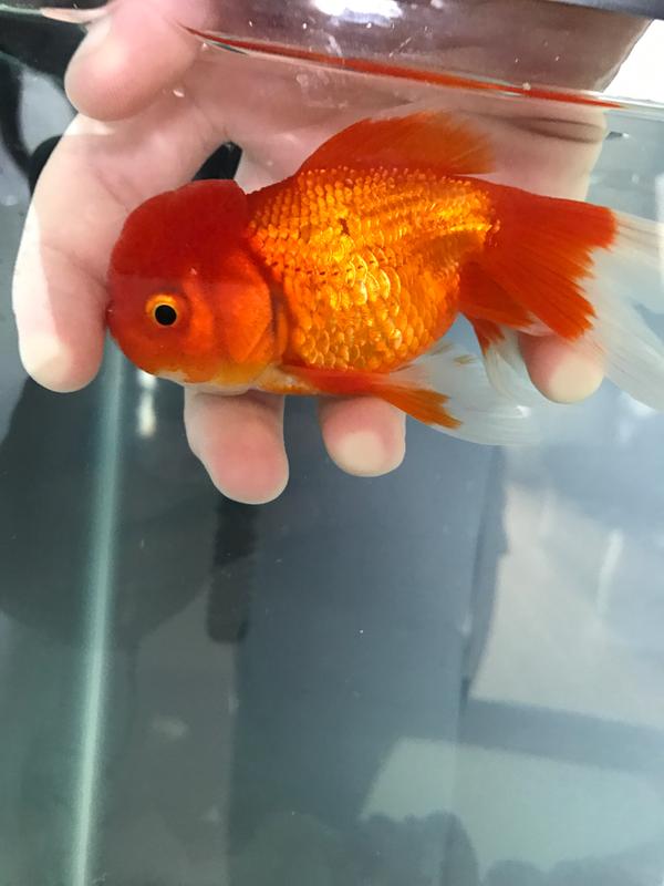 fancy goldfish petco