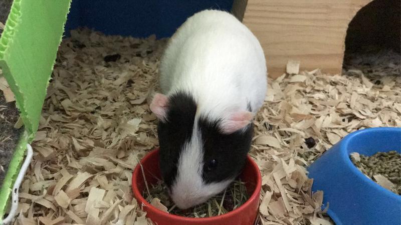 all living things market medley guinea pig