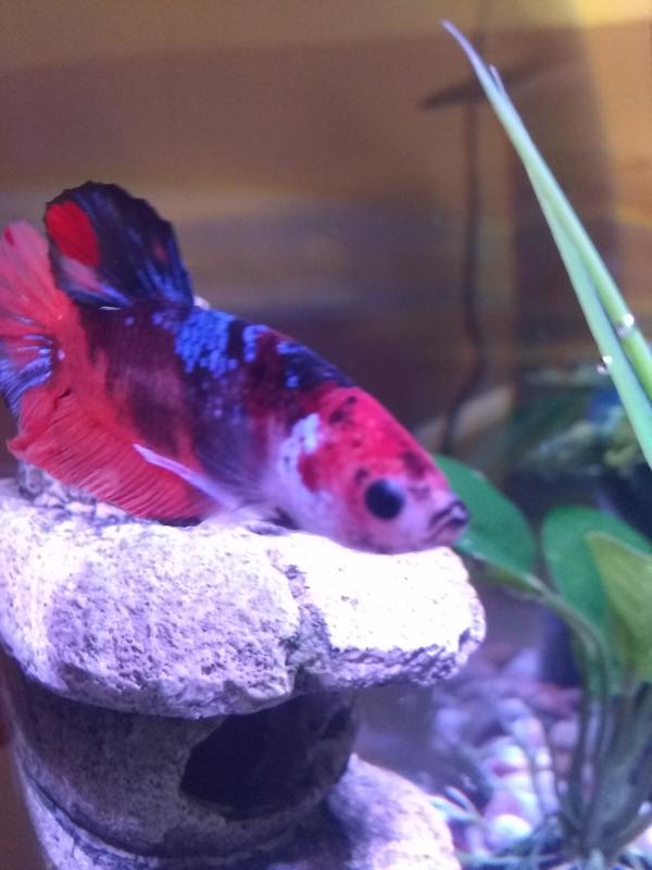 betta fish for sale near me