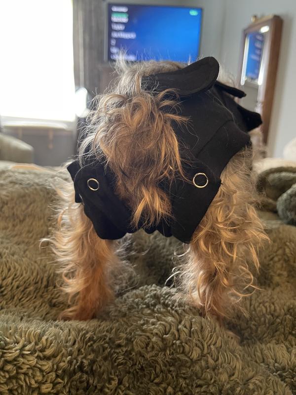 Petsmart surgical suit best sale