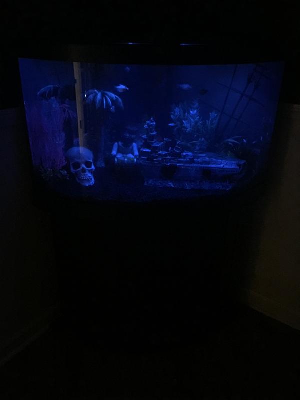 petsmart corner aquarium