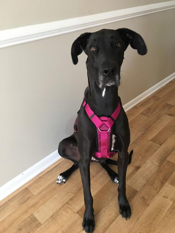 kong dog harness petsmart