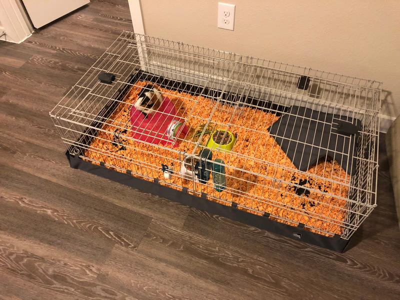 all things living guinea pig cage