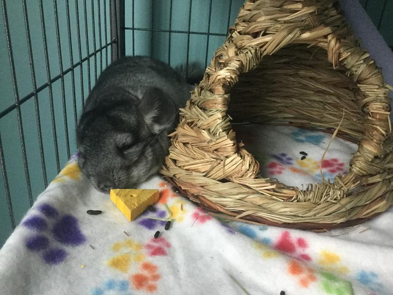 chinchilla price petsmart