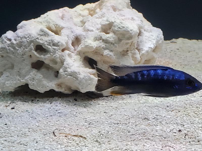 African Cichlid