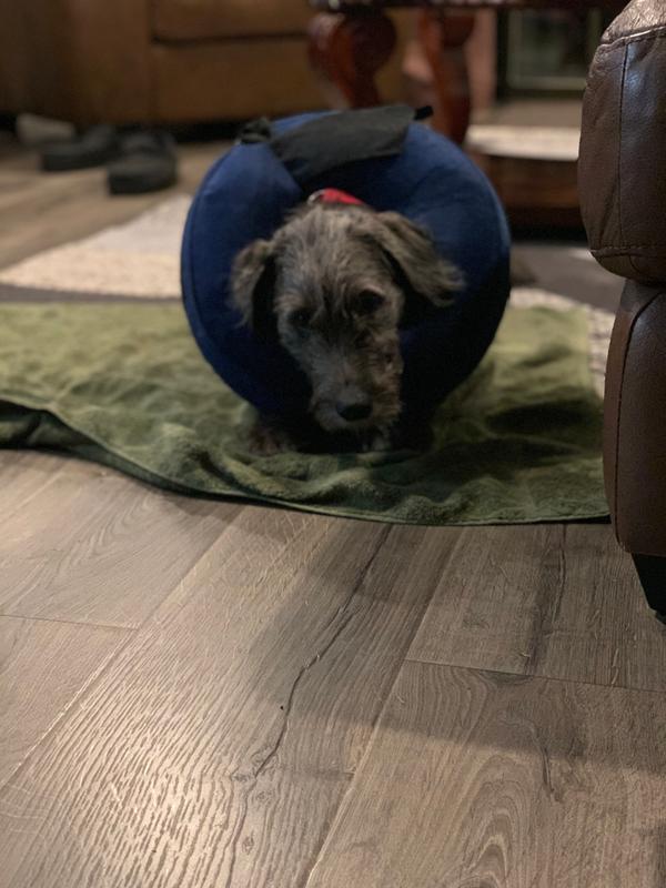 blow up dog cone petsmart