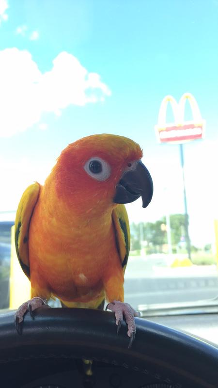 Sun conure price at fashion petsmart