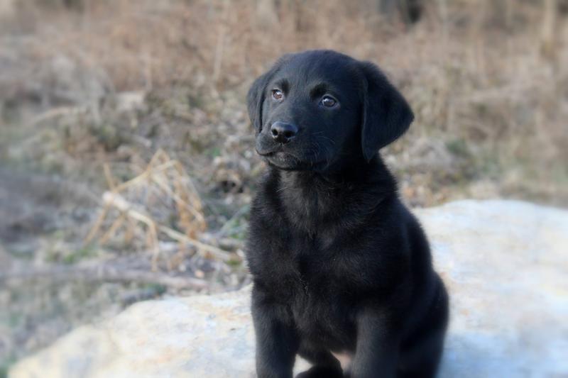 royal canin labrador petsmart