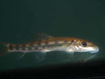 siamese algae eater petsmart