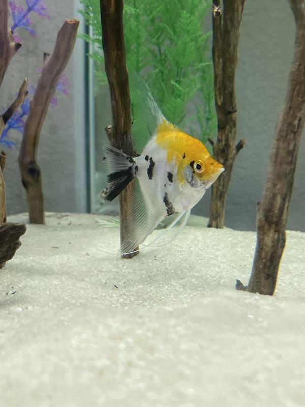 Angelfish at petsmart hotsell