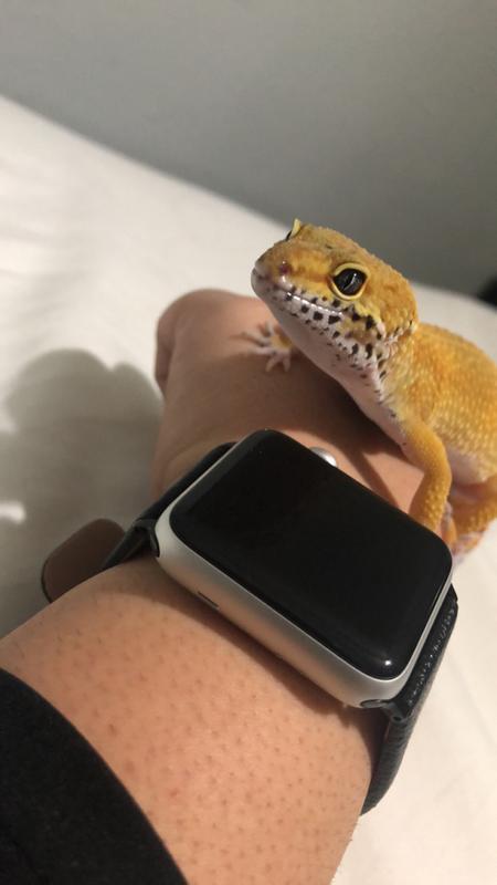 leopard geckos at petsmart