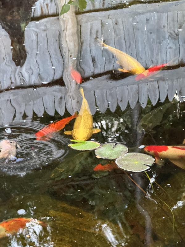 Tetra TetraPond Koi Vibrance