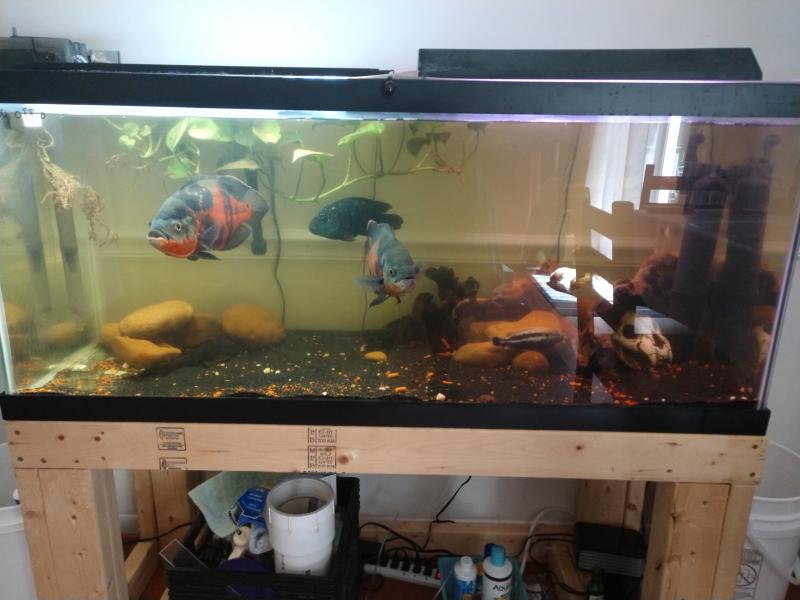 petsmart uv sterilizer