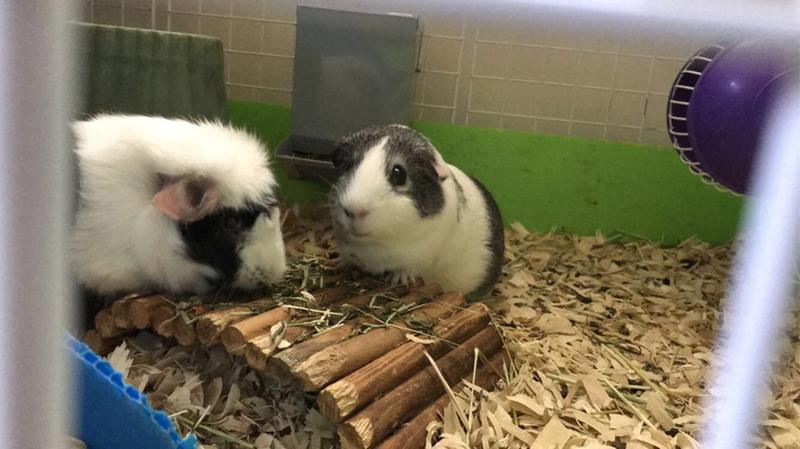 all living things market medley guinea pig