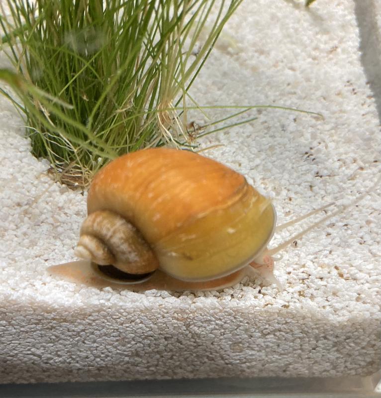 Freshwater shops snails petsmart