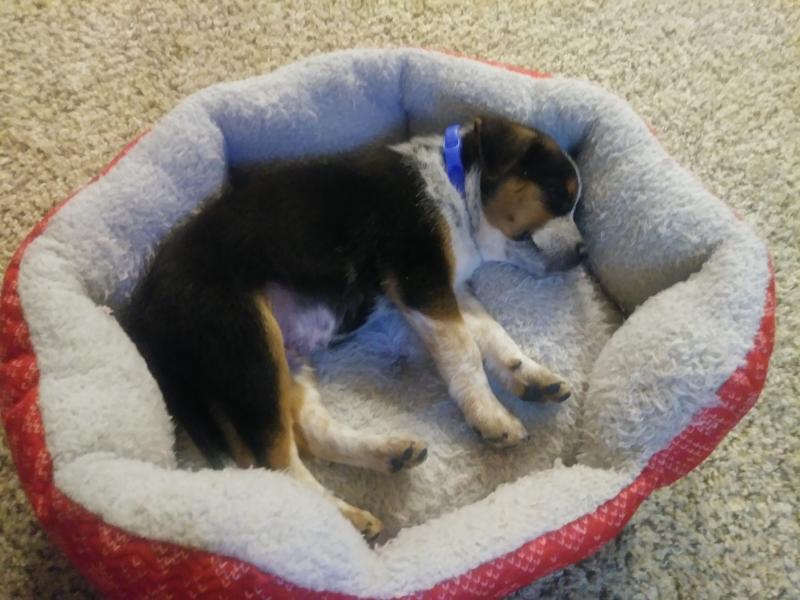 petsmart adaptil collar