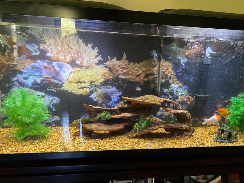 petsmart 60 gallon fish tank