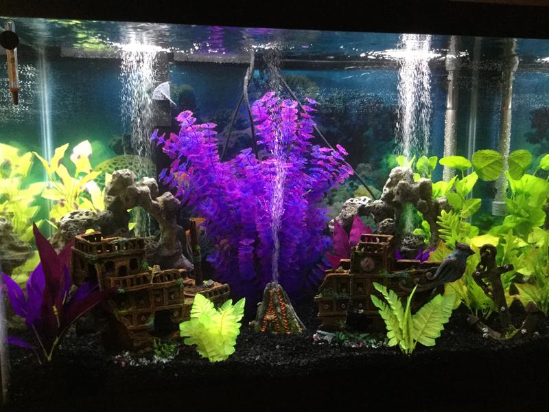 aqueon 65 gallon aquarium