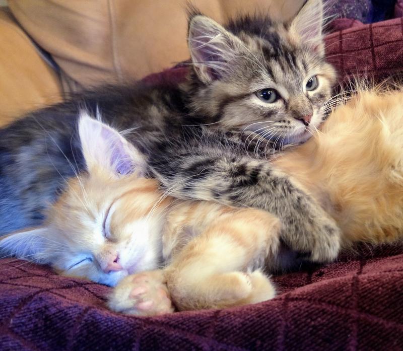 petsmart fancy feast kitten