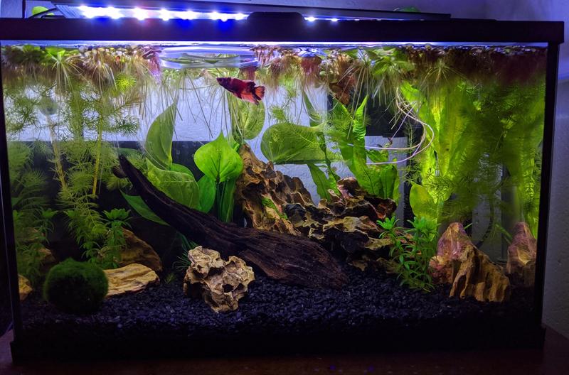 petsmart 5.5 gallon tank